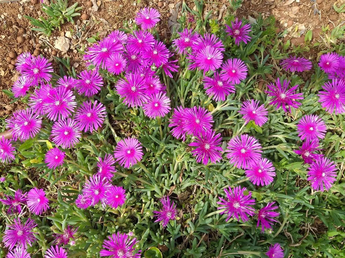 קרק Apartments Dunoti